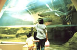 Kobe Municipal Suma Aquarium Amazon-kan Hall
